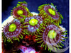 Owl Eye Zoanthids