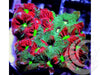 Rainbow War Coral Favites