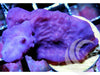 Purple Plating Photosynthetic Sponge