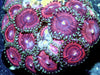 Red Blossom Zoanthids