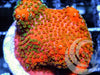 Reverse Sunset Encrusting Montipora