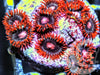 Red Skirt Zoanthids