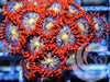 Rose Gold Zoanthids