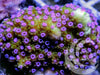 Purple Polyp Yellow Montipora