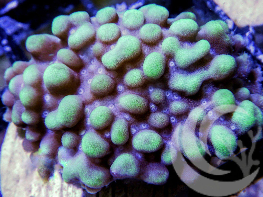 Blue Teal Montipora danae