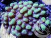 Blue Teal Montipora danae