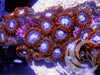 Fire and Ice Zoanthids