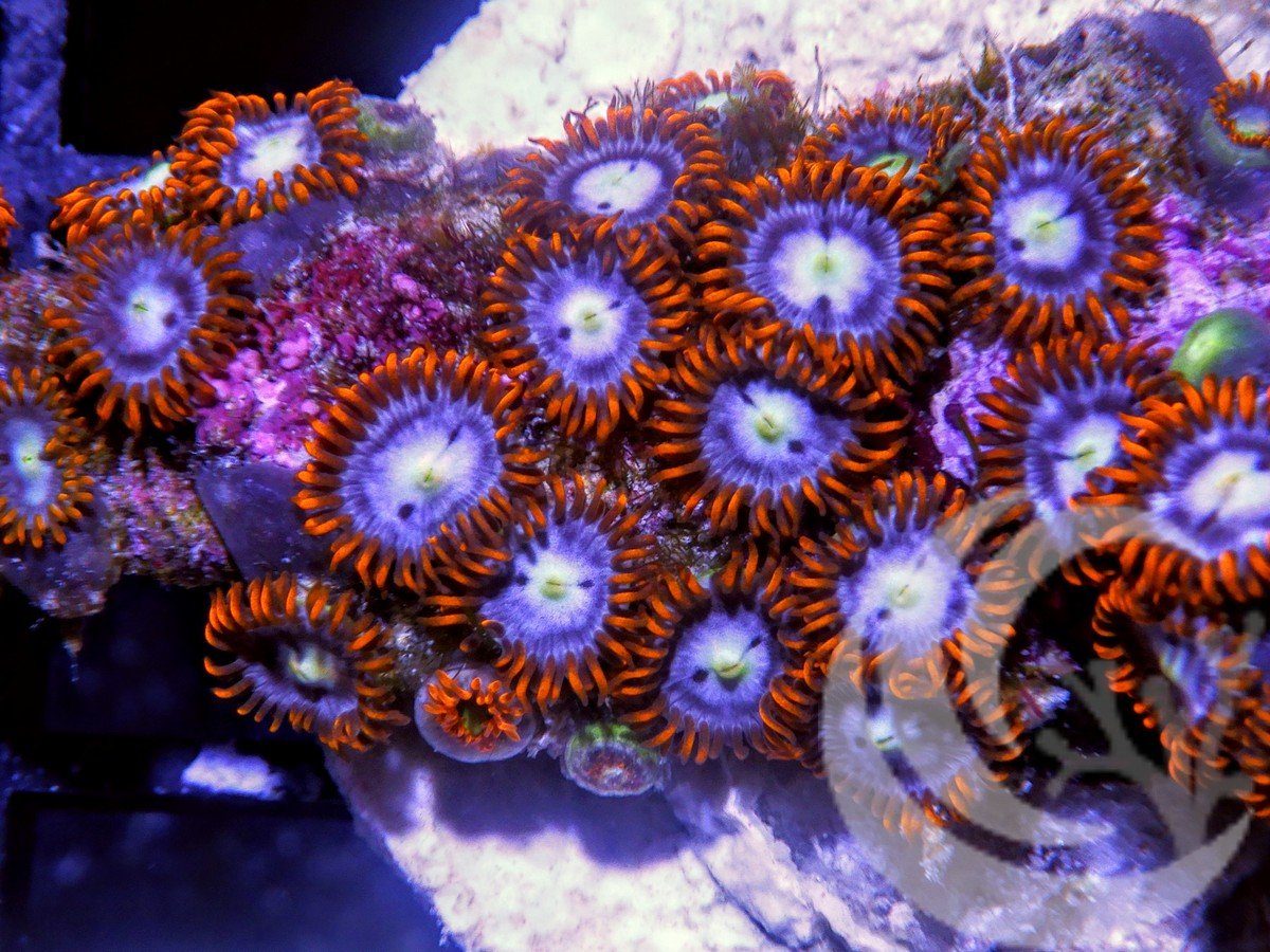 Fire and Ice Zoanthids