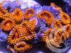 Electric Tangerine Zoanthids