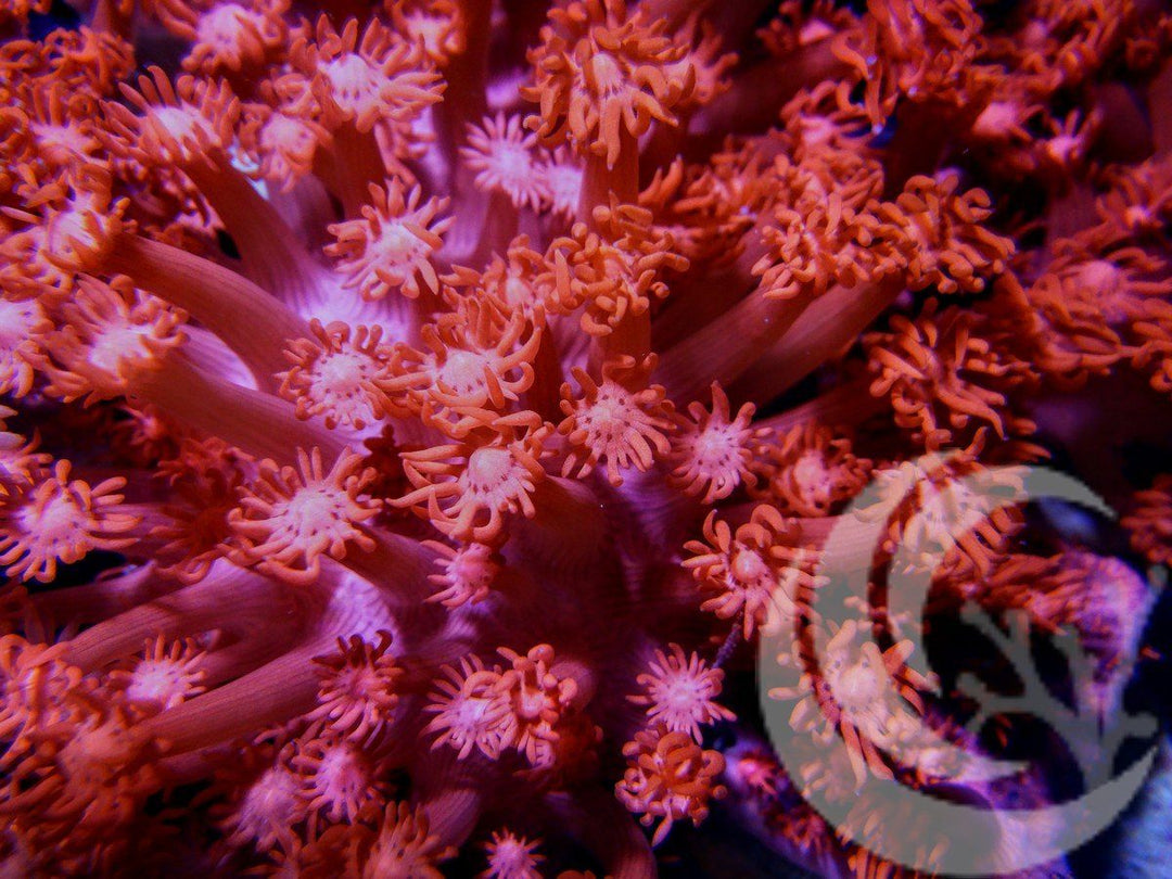 Neon Red Goniopora
