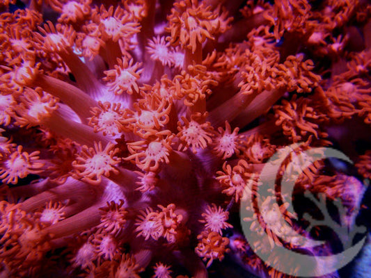 Neon Red Goniopora