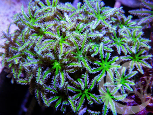 Green Polyp Pipe Organ