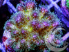 Sparkles Pocillopora damicornis