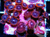 Dark Galaxy Zoanthids