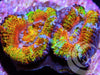 Ultra Rainbow Acan lordhowensis