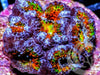 Rainbow Acan lordhowensis