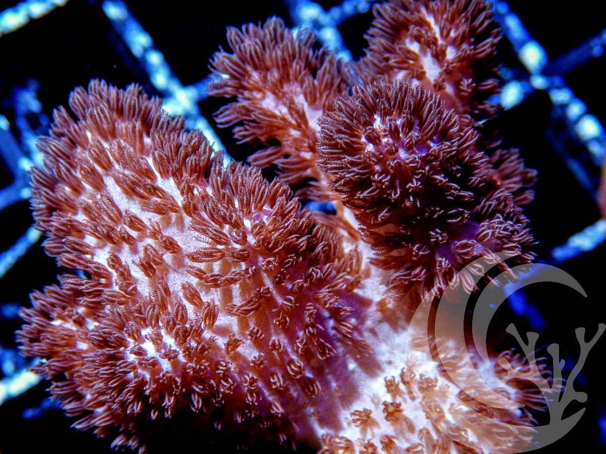 Thick Finger Leather