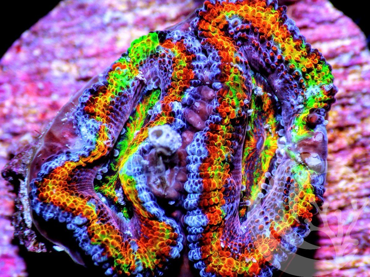 Ultra Rainbow Acan lordhowensis