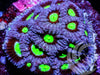 Glow Grape War Coral Favites