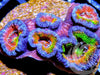 Rainbow Acan lordhowensis