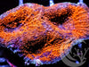 Orange Red Acan Bowerbanki