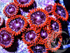 Dark Galaxy Zoanthids