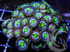 Teal Blue Zoanthids