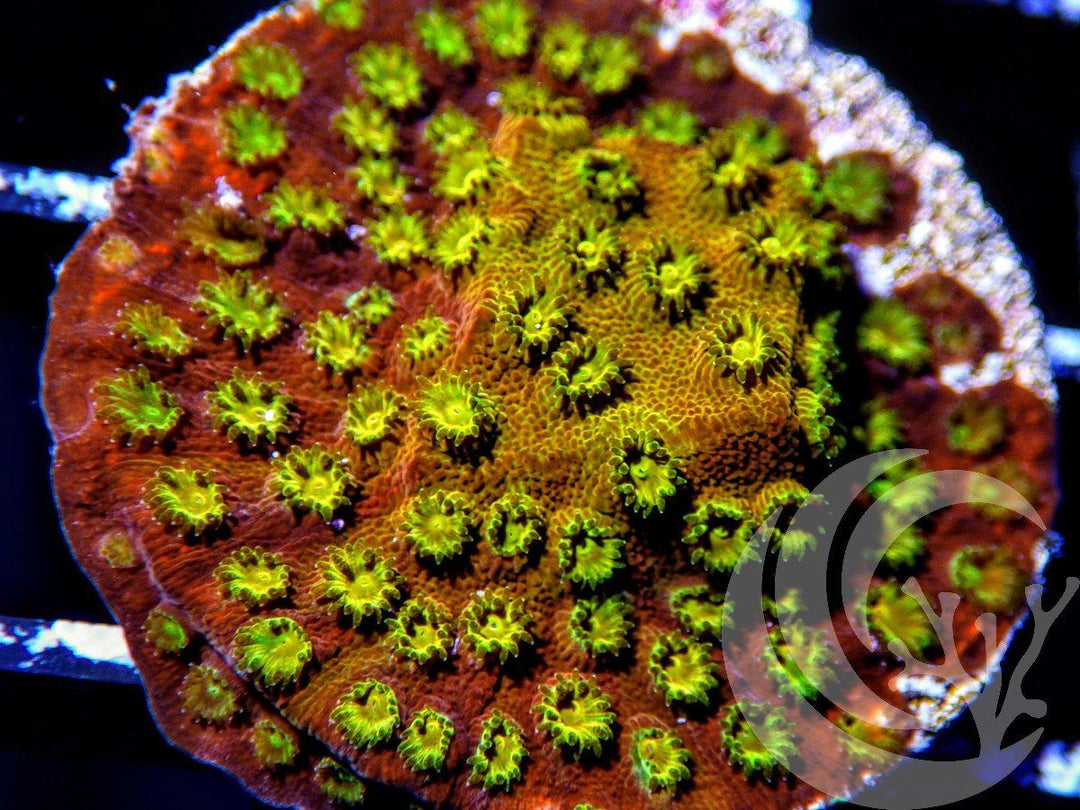 Golden Boy Cyphastrea