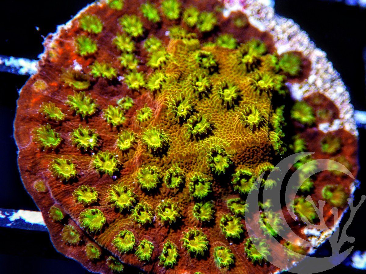 Golden Boy Cyphastrea