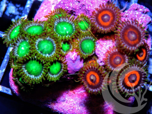 Stop Light Combo Zoanthids