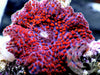 Red Krinkles Discosoma Mushroom