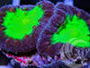 Extreme Neon Blastomussa wellsi