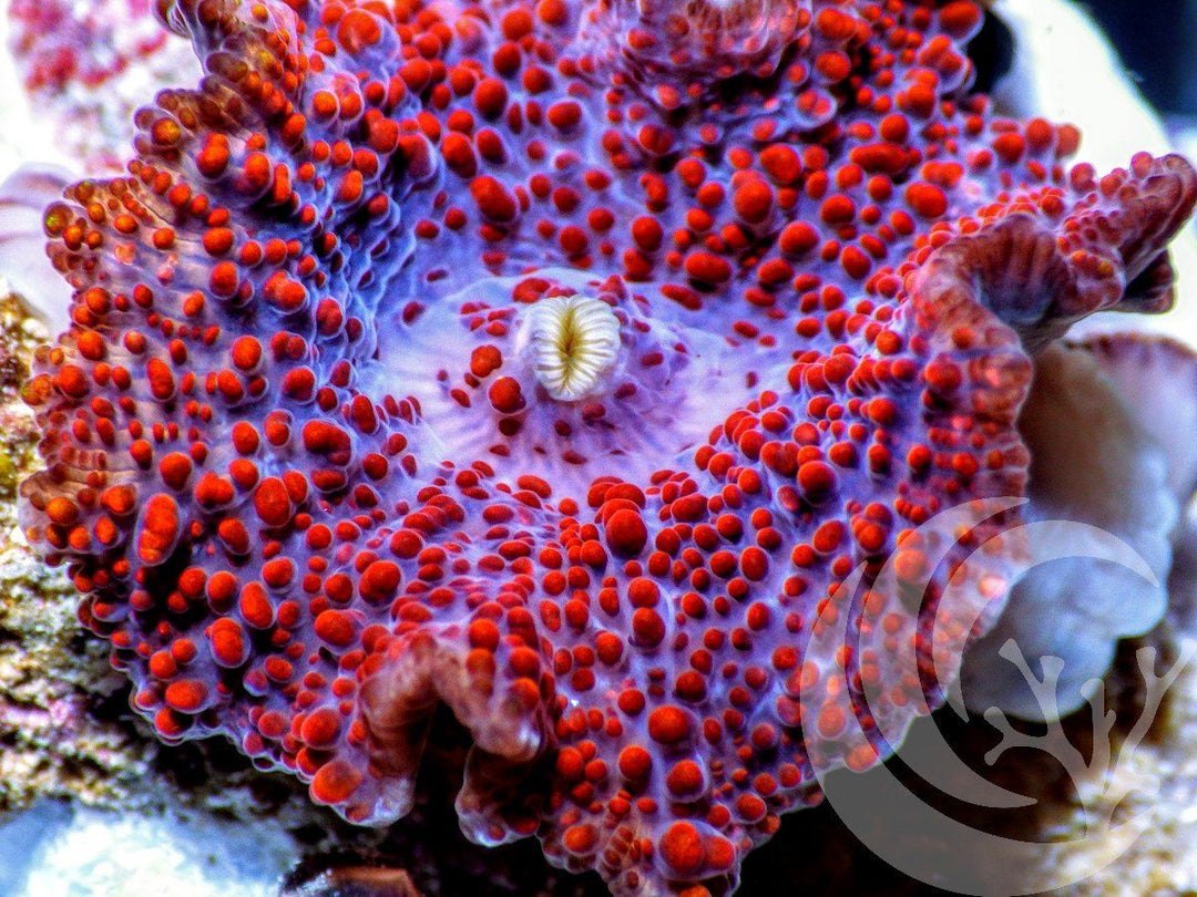 Red Krinkles Discosoma Mushroom