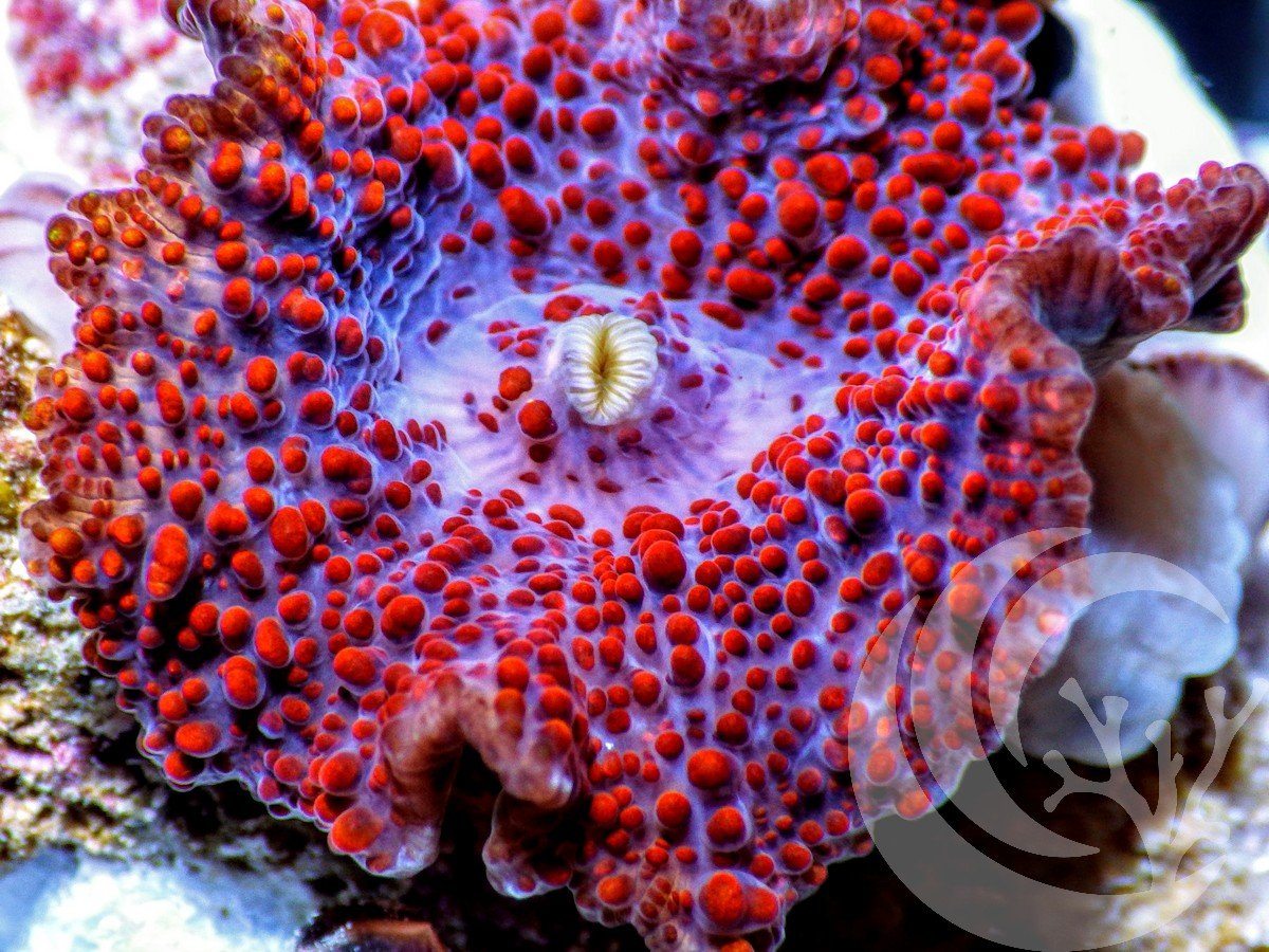Red Krinkles Discosoma Mushroom