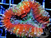 Rainbow Branching Lobophyllia