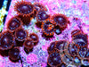 Red Skirt Zoanthids