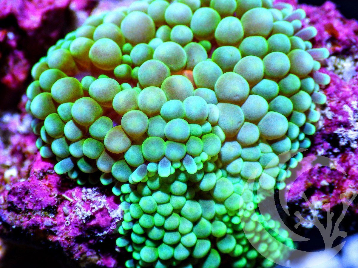 Blue Green Ricordea florida