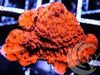 Blood Pool Plating Montipora