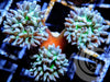 Green Duncan Triple Polyp