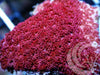 Deep Red Carpet Red Goniopora