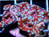 Peppermint Striped Acan lordhowensis