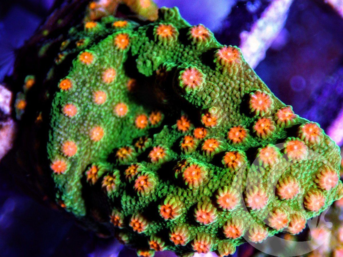 Martian Moon Cyphastrea