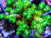 Lime Pocillopora damicornis