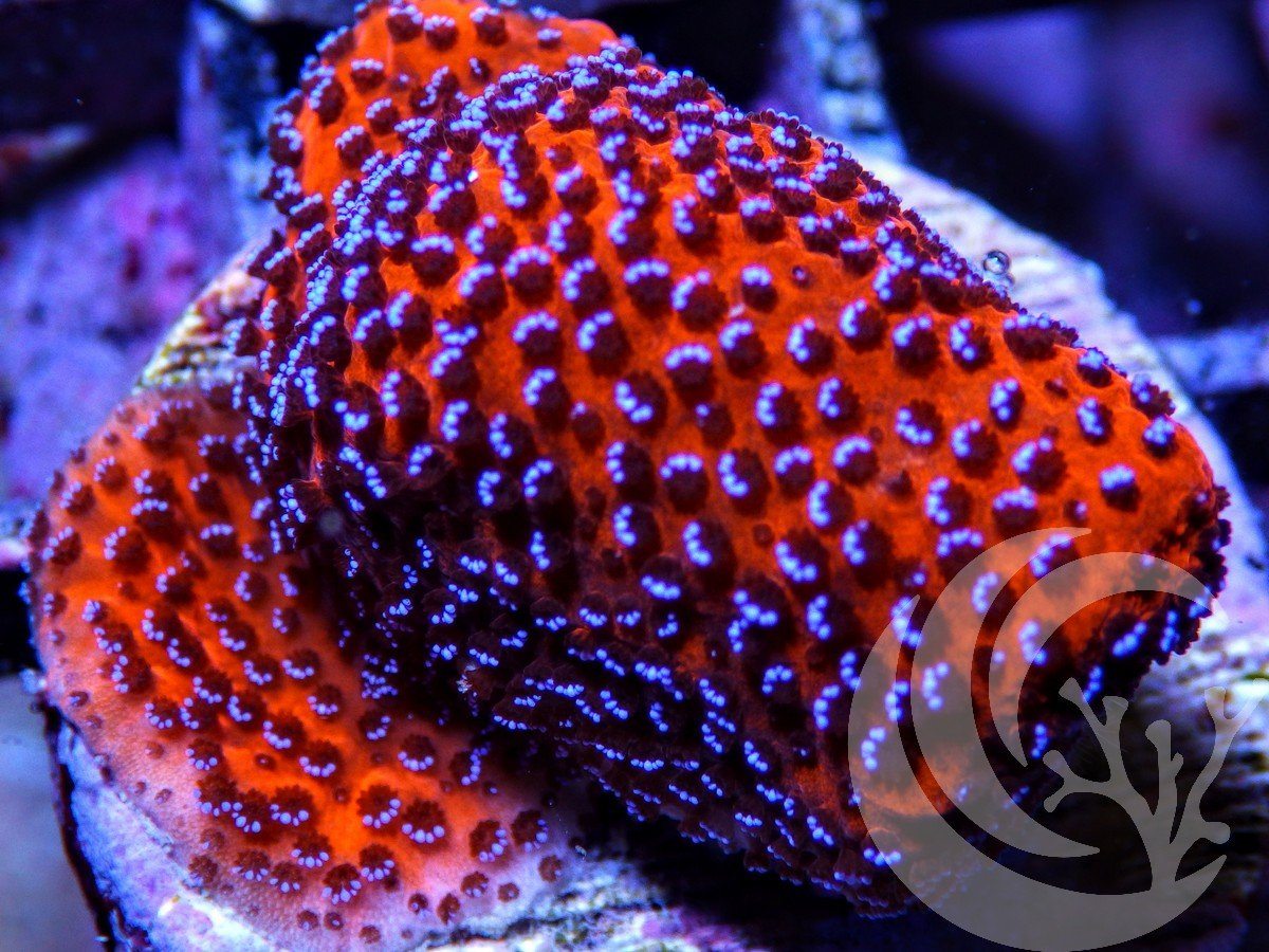 Mystic Grape Montipora