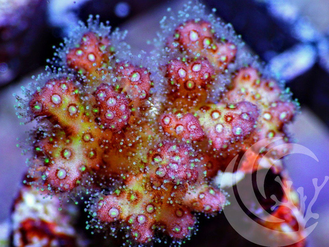 Shimmering Pocillopora damicornis