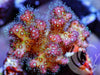 Shimmering Pocillopora damicornis