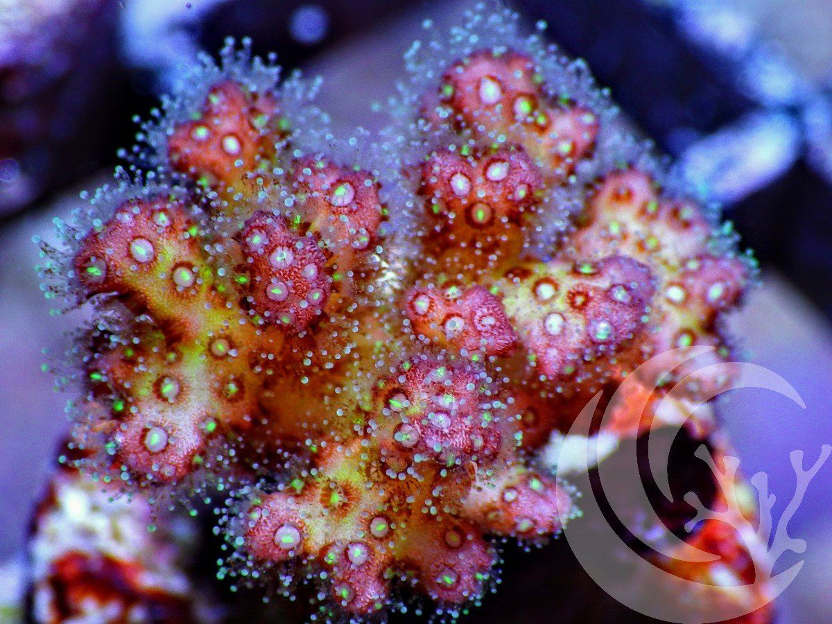 Shimmering Pocillopora damicornis