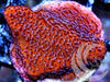 Mystic Grape Montipora