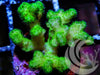 Bright Lime Pocillopora damicornis