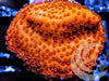 Orange Sherbert Montipora